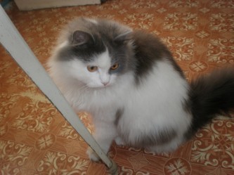 Chestr